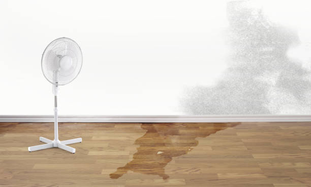 Best Flooded house restoration  in Palm Beach Shores, FL